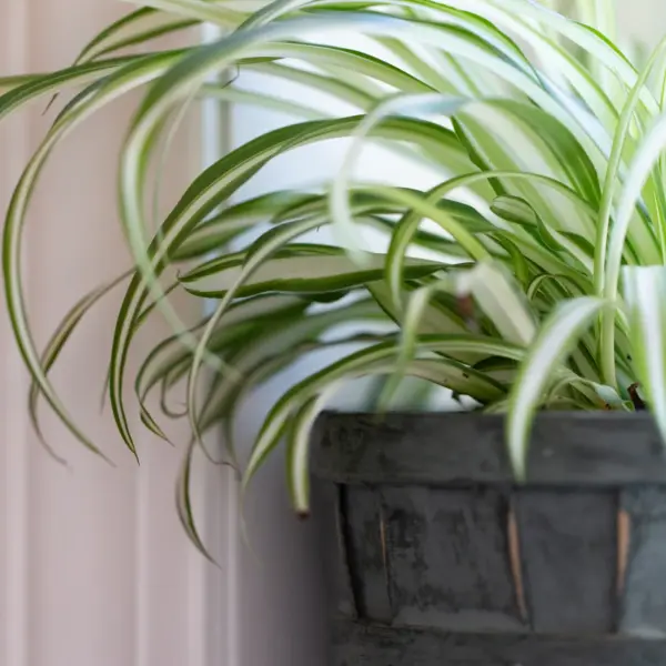 A spider plant with arching variegated leaves in a dark woven basket