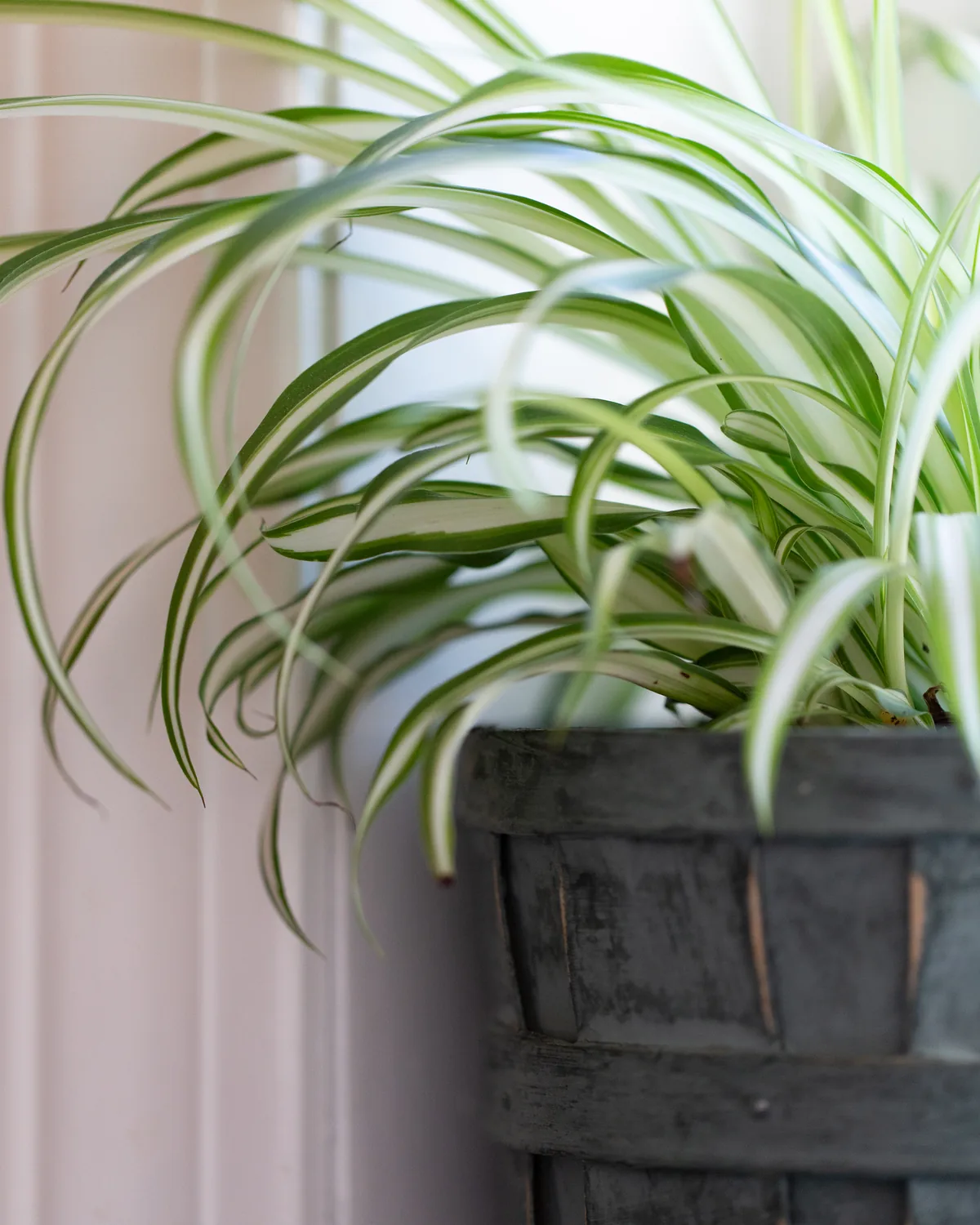 A spider plant with arching variegated leaves in a dark woven basket