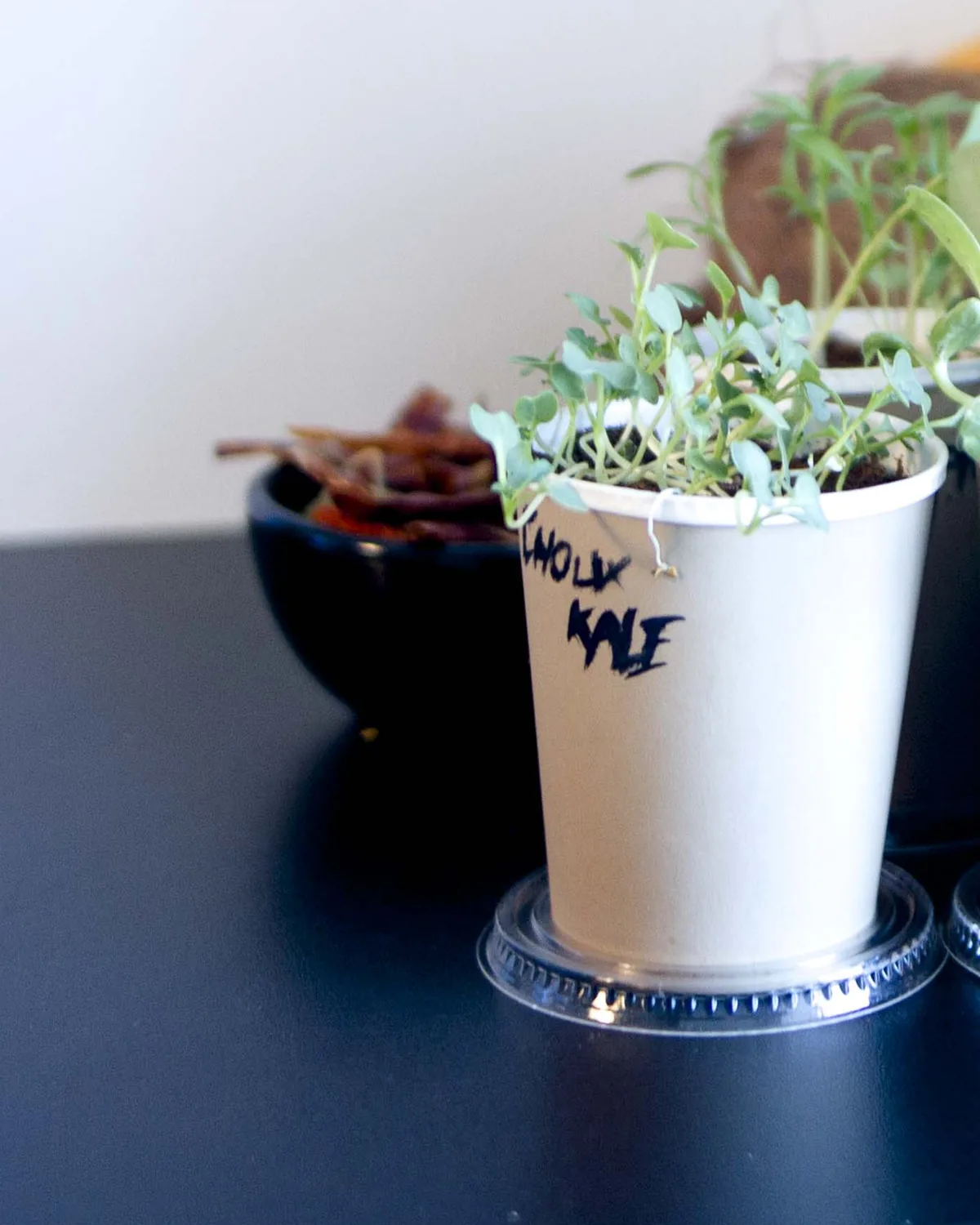 Seedlings in small labelled cups in a row on a dark blue shelf