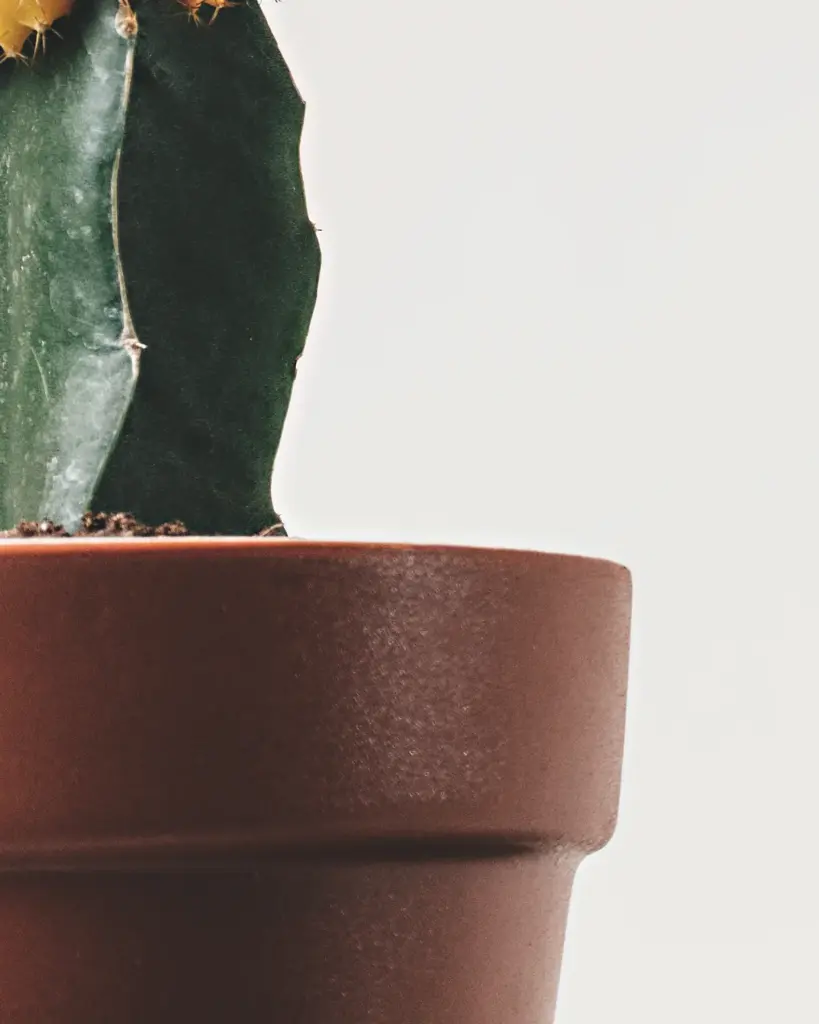 A small cactus in a terracotta pot against a plain cream wall